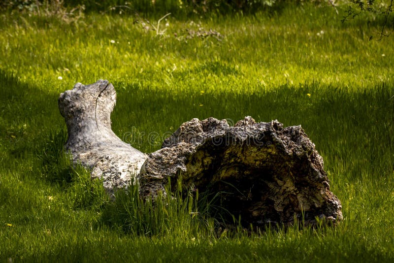 A trunk of a dead tree flattened on grass stock photography