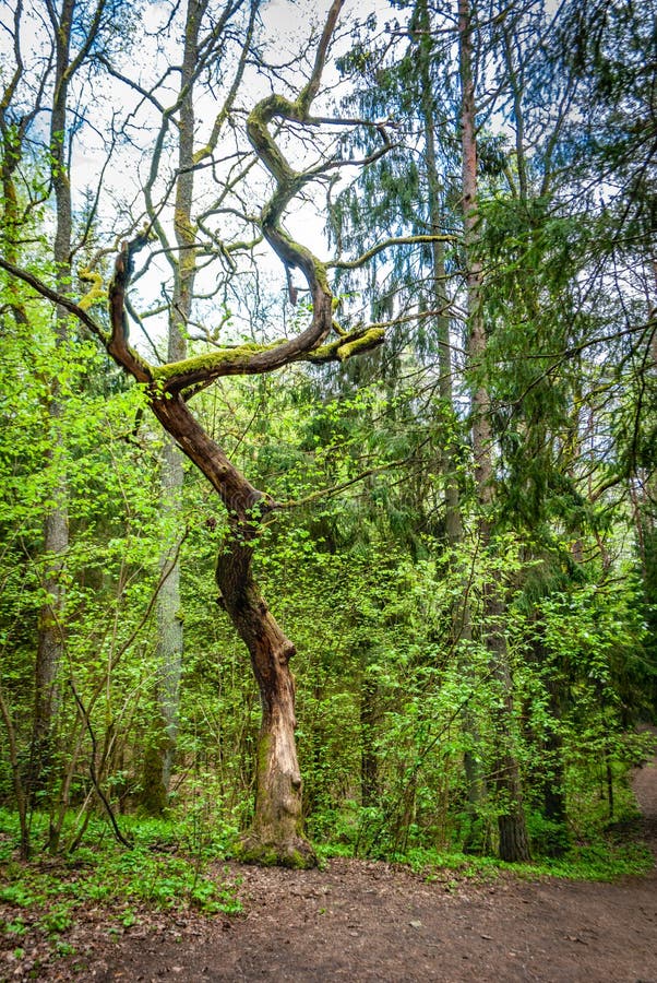 The trunk of a dead winding tree against the background of a spring forest royalty free stock photo