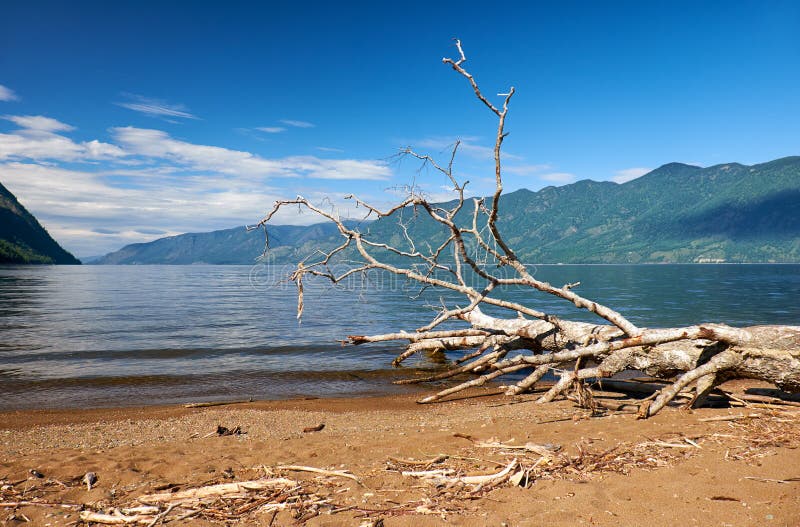 Trunk of a fallen tree on the beech of Lake Teletskoye