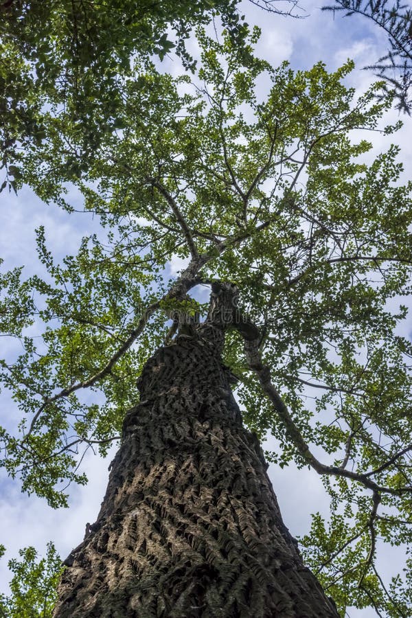 The trunk of a large poplar and a green crown high in the sky. The trunk of a large poplar and a green crown high in the sky