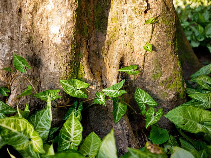 Trunk and leaves