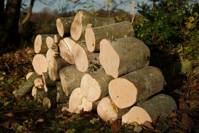 Unlimited Wood Chopping And Increased Amount