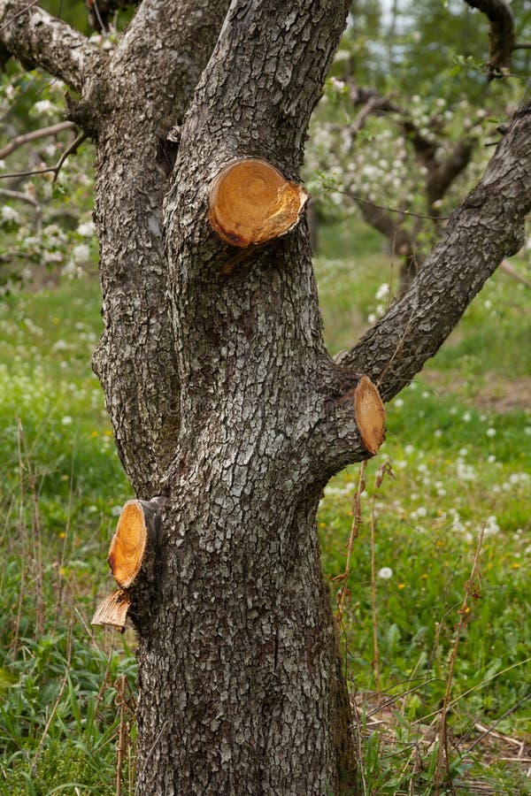 Trunk of an old apple tree