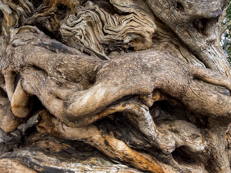 Trunk of an old olive tree stock image Trunk of an old olive tree stock image