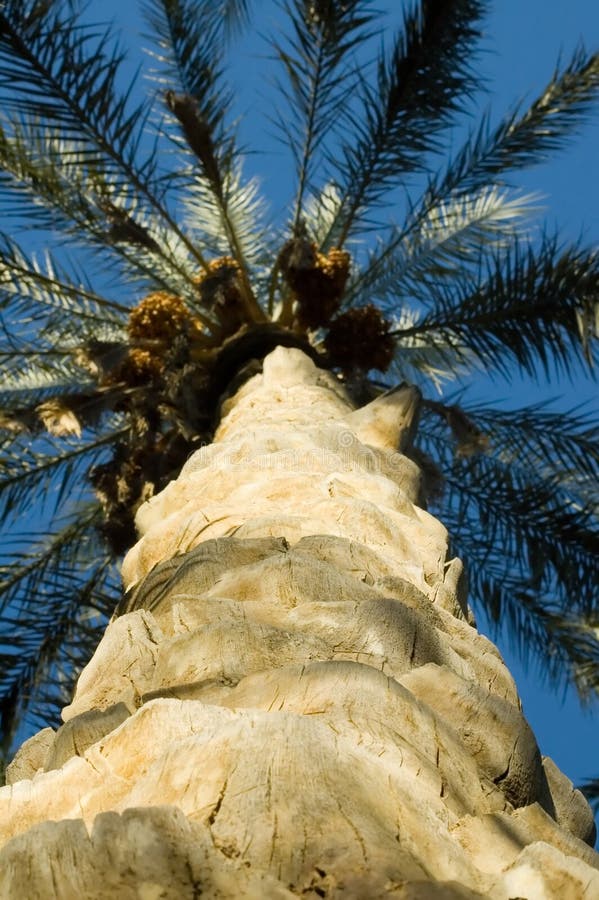 Trunk of palm tree from below