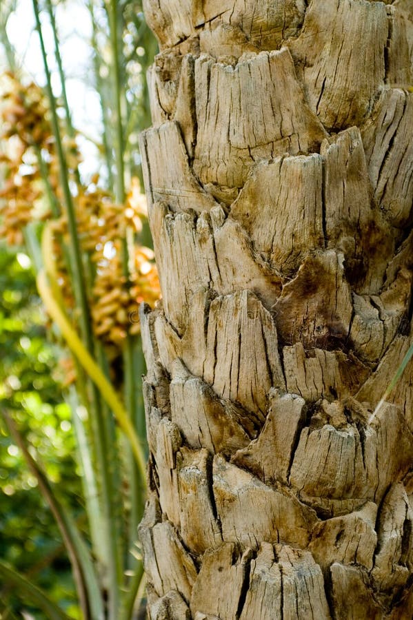 Trunk of palm tree closeup