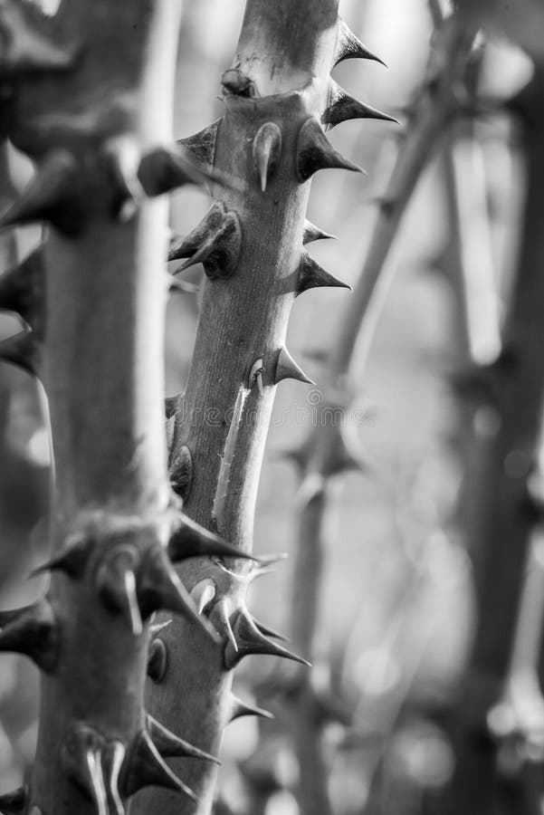 A Trunk of Rose with Thorns in Black and White Stock Image Image of