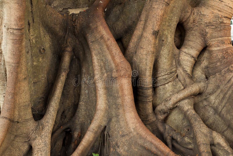 Trunk of the tree.