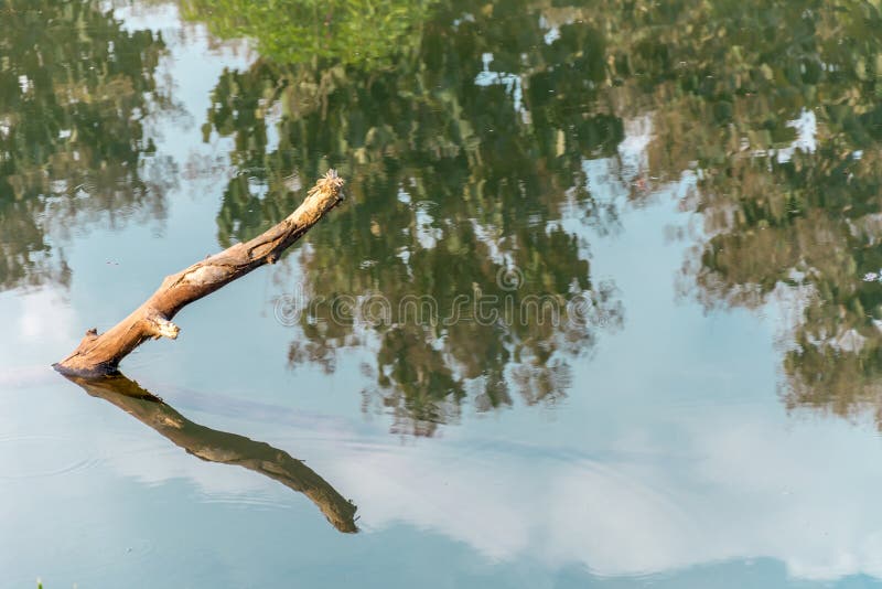 Trunk Of A Tree Floating On A Reflective Surface Of Water. Stock Photo