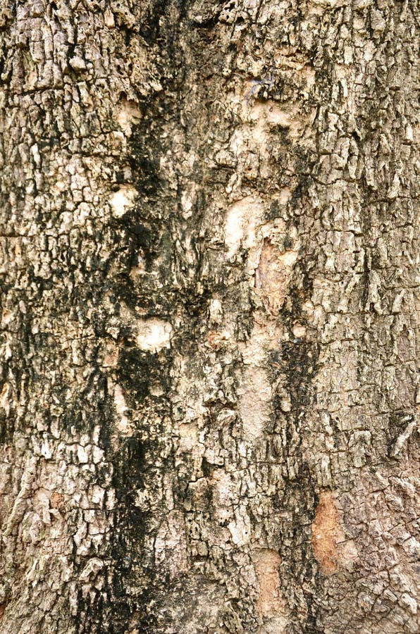 348 Heartwood Pattern Tree Trunk Stock Photos Free & RoyaltyFree