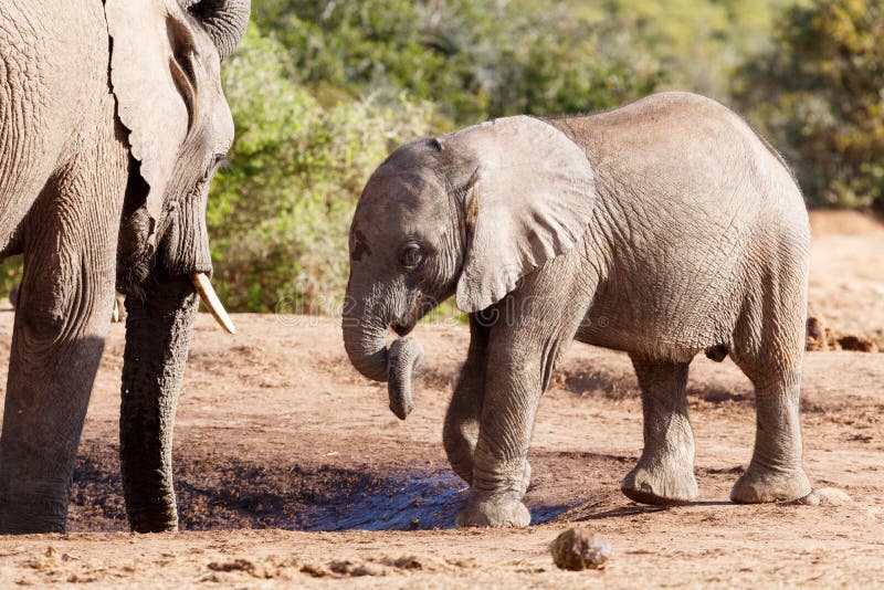 Trunk Twist - African Bush Elephant Stock Image - Image of game ...