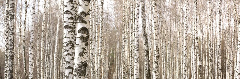 The trunks of birch trees with white bark