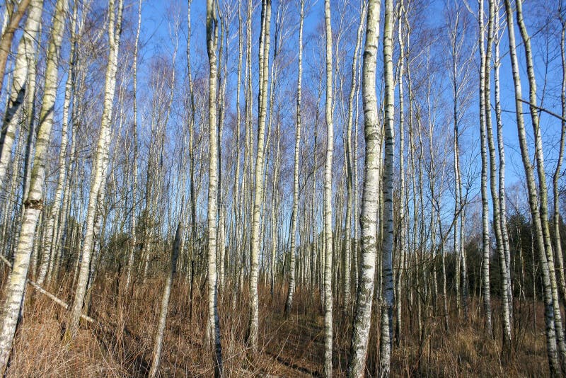 The Trunks of Birch Trees with White Bark. Birch Trees Trunks Stock