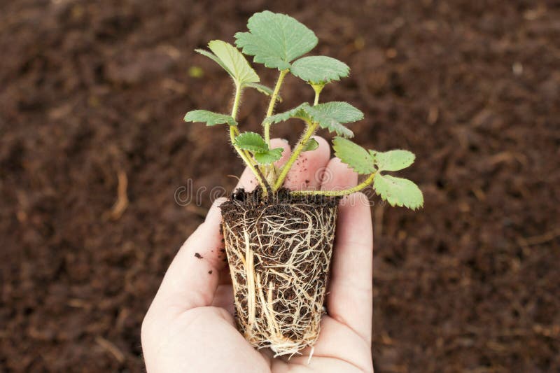 Truskawki prymki roślina obrazy stock