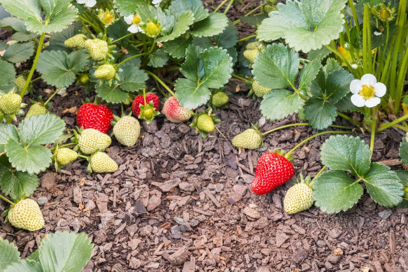Truskawkowe rośliny z dojrzałymi truskawkami r w organicznie ogródzie fotografia stock Truskawkowe rośliny z dojrzałymi truskawkami r w organicznie ogródzie fotografia stock