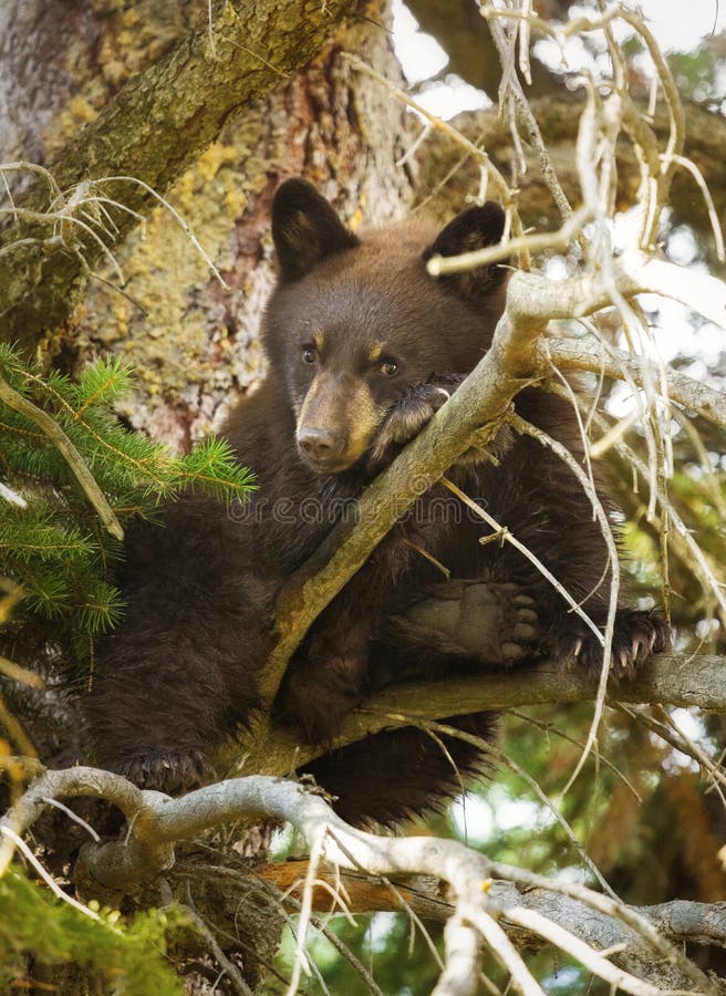 An 8 month old black bear cubs sits awkwardly in a tree as he watches me below. His sibling was further down the tree and mom was in a nearby berry bush foraging away. This little guy just seemed to be pretending he was comfy while he kept trying to adjust. He has a few more months to go before he learns to truly master the art of tree-climbing. An 8 month old black bear cubs sits awkwardly in a tree as he watches me below. His sibling was further down the tree and mom was in a nearby berry bush foraging away. This little guy just seemed to be pretending he was comfy while he kept trying to adjust. He has a few more months to go before he learns to truly master the art of tree-climbing.