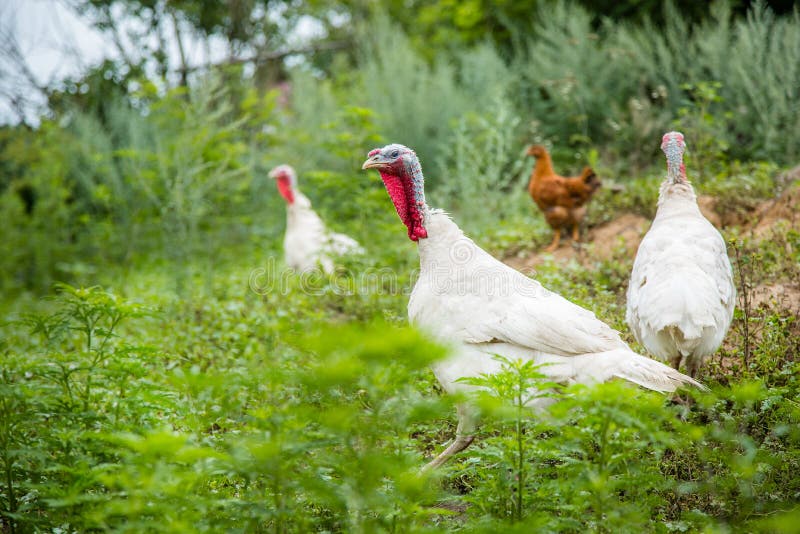 Truthähne, Hühner, Enten am Hof Erwachsene Einzelpersonen und klein lizenzfreie stockfotos Truthähne, Hühner, Enten am Hof Erwachsene Einzelpersonen und klein lizenzfreie stockfotos