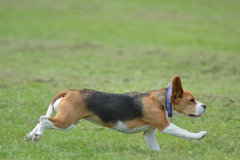 Try-colored beagle running in the yard and playing. stock photography