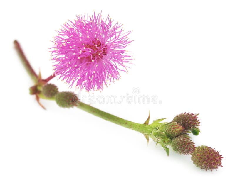 Tryck på mig inte blomman fotografering för bildbyråer Tryck på mig inte blomman fotografering för bildbyråer