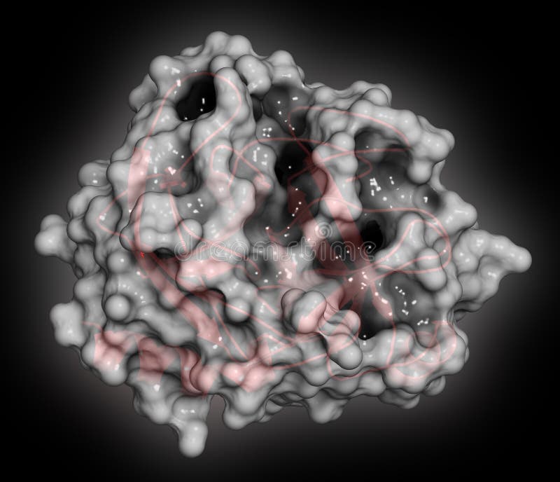 Trypsin Digestive Enzyme Molecule (human). Enzyme that Contributes To
