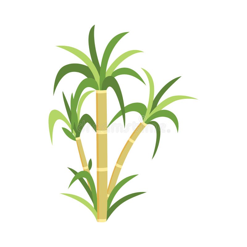 Trzciny cukrowej roślina z zielenią opuszcza - naturalnego trzciny cukrowej plantacji produkt spożywczy ilustracja wektor Trzciny cukrowej roślina z zielenią opuszcza - naturalnego trzciny cukrowej plantacji produkt spożywczy ilustracja wektor