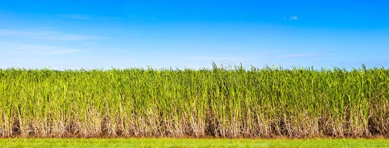 Trzciny panoramy plantaci cukier
