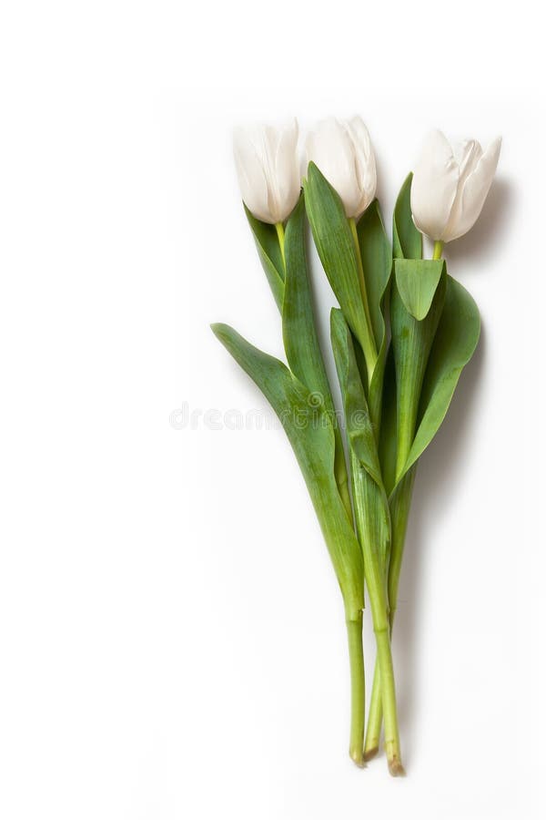Biali tulipany fotografia royalty free Biali tulipany fotografia royalty free