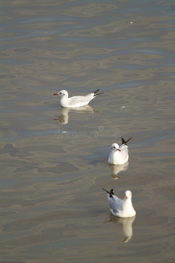 Trzy biel seagull ostrości pierwszoplanowy miękki unosić się zdjęcie royalty free Trzy biel seagull ostrości pierwszoplanowy miękki unosić się zdjęcie royalty free