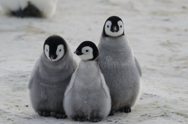 Trzy cesarza pingwinu kurczątka Skupiali się Wpólnie