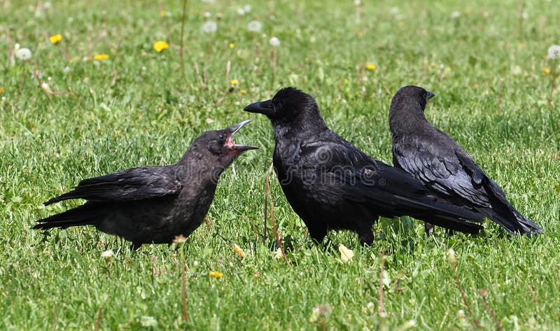 Three black crows on a lawn in summertime. Three black crows on a lawn in summertime