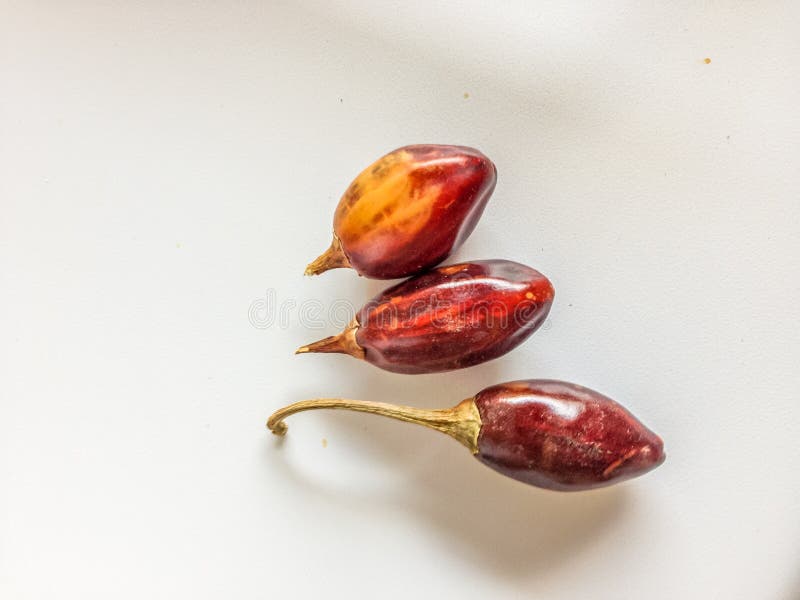 Trzy czerwonego cascabel chiles obraz royalty free Trzy czerwonego cascabel chiles obraz royalty free