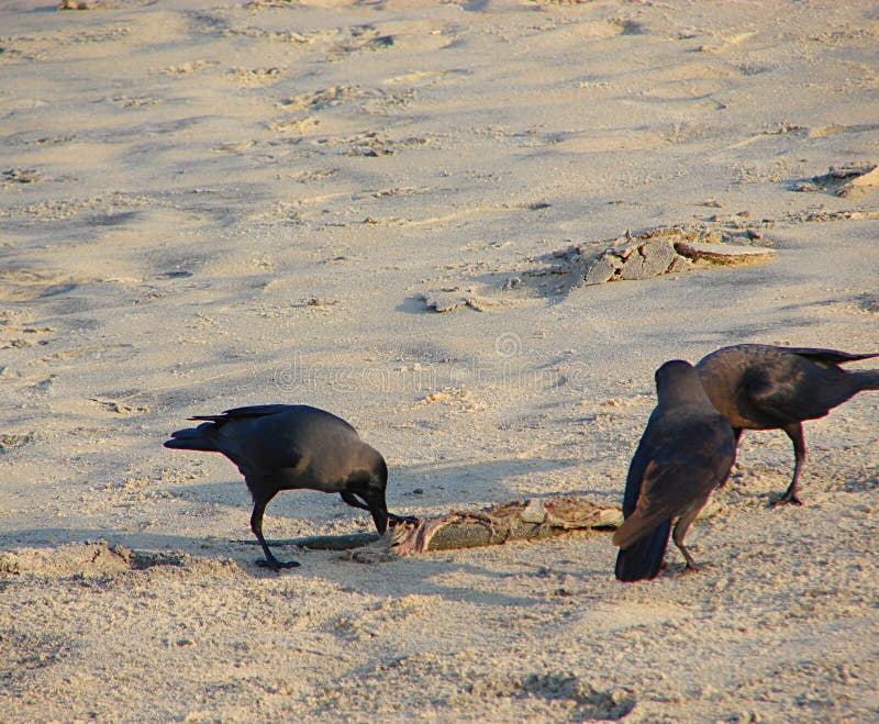 This is a photograph of three house crows, also known as Indian crows, greynecked crows, Ceylon crows or Colombo crows, exploring something on sandy beach. This is a photograph of three house crows, also known as Indian crows, greynecked crows, Ceylon crows or Colombo crows, exploring something on sandy beach...