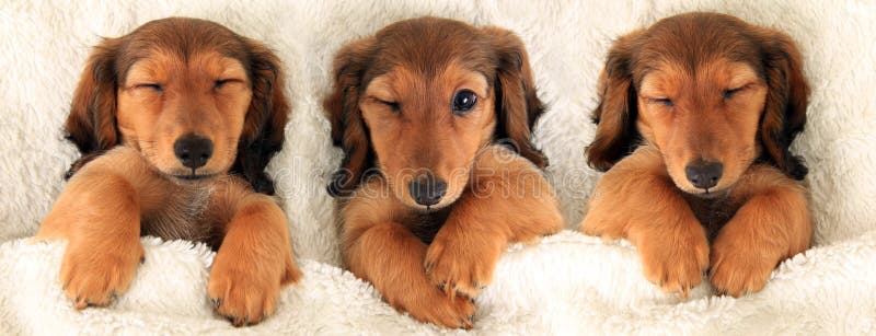 Three dachshund puppies in bed. Three is a crowd concept. Three dachshund puppies in bed. Three is a crowd concept.