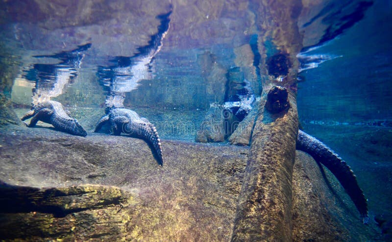 This is a picture of three Dwarf Crocodiles resting on a ledge underwater in their habitat in the Lincoln Park Zoo located in Chicago, Illinois in Cook County. This picture was taken on January 8, 2019. This is a picture of three Dwarf Crocodiles resting on a ledge underwater in their habitat in the Lincoln Park Zoo located in Chicago, Illinois in Cook County. This picture was taken on January 8, 2019.