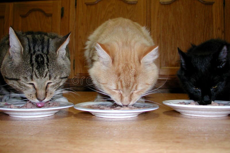 Three cats eating together. Three cats eating together