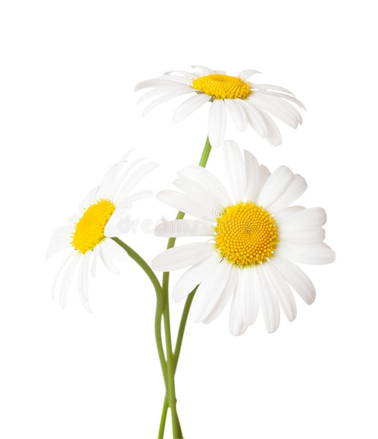 Trzy kwiaty stokrotki rumianku wyizolowanej na białym tle