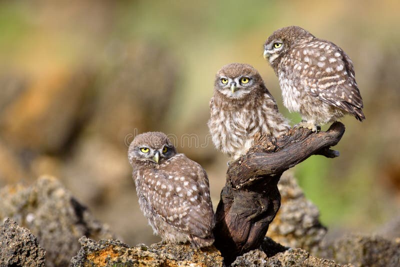 Three little owl Athene noctua sitting near the nest on a stick. Three little owl Athene noctua sitting near the nest on a stick.