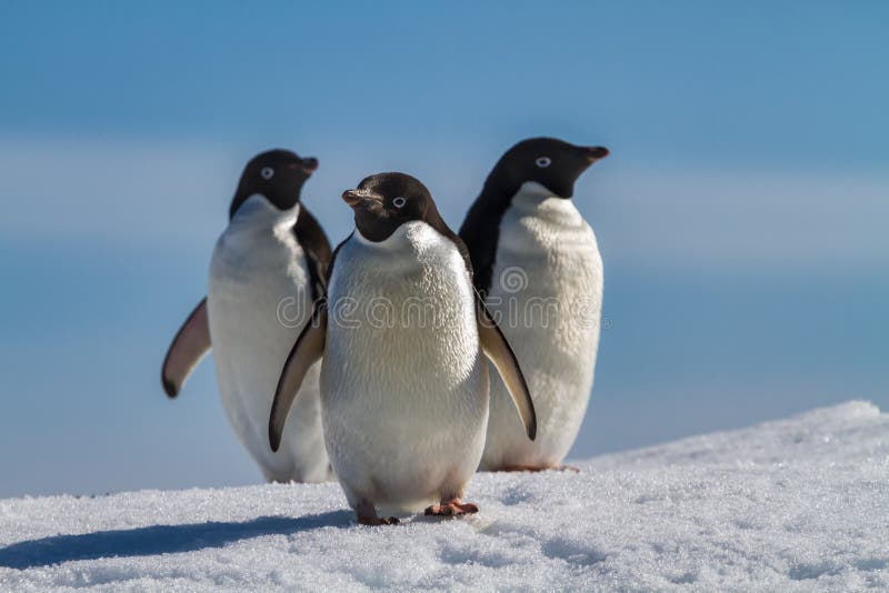 Trzy pingwinu na śniegu, Antarctica obraz royalty free Trzy pingwinu na śniegu, Antarctica obraz royalty free