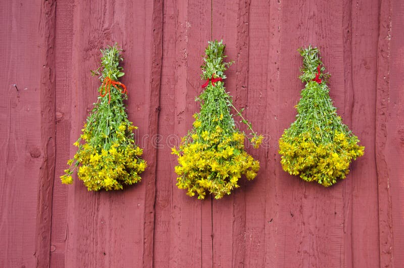 Trzy pięknego St Johns wort medycznej zielarskiej wiązki na czerwieni ścianie obrazy royalty free Trzy pięknego St Johns wort medycznej zielarskiej wiązki na czerwieni ścianie obrazy royalty free