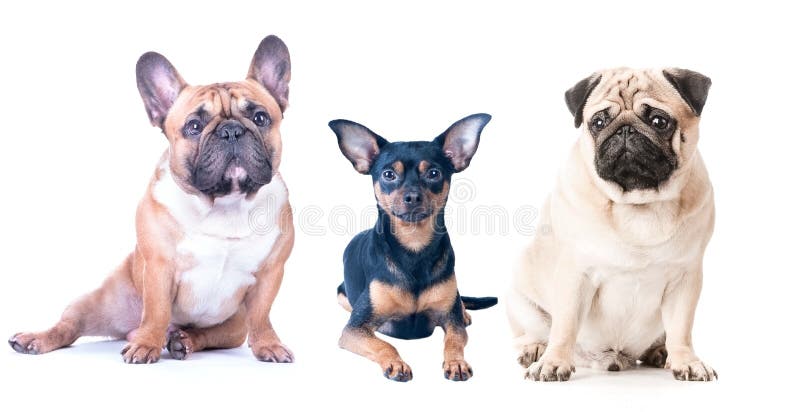 Trzy psa na białym tle, odizolowywającym Francuski buldog, mops zdjęcie stock Trzy psa na białym tle, odizolowywającym Francuski buldog, mops zdjęcie stock