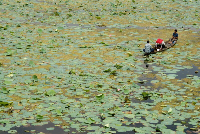 Trzy rybaka na Dal jeziorze, Srinagar, India obraz stock Trzy rybaka na Dal jeziorze, Srinagar, India obraz stock