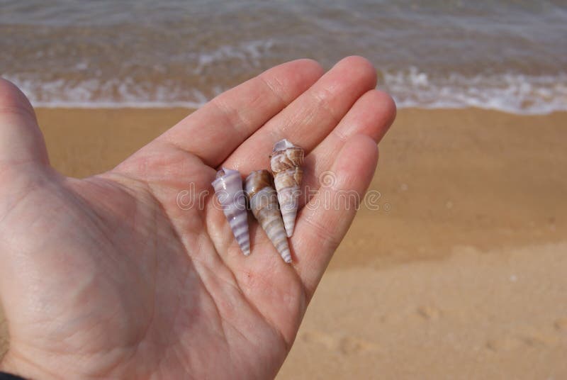 Trzy seashells w ręce przy plażą zdjęcie royalty free Trzy seashells w ręce przy plażą zdjęcie royalty free