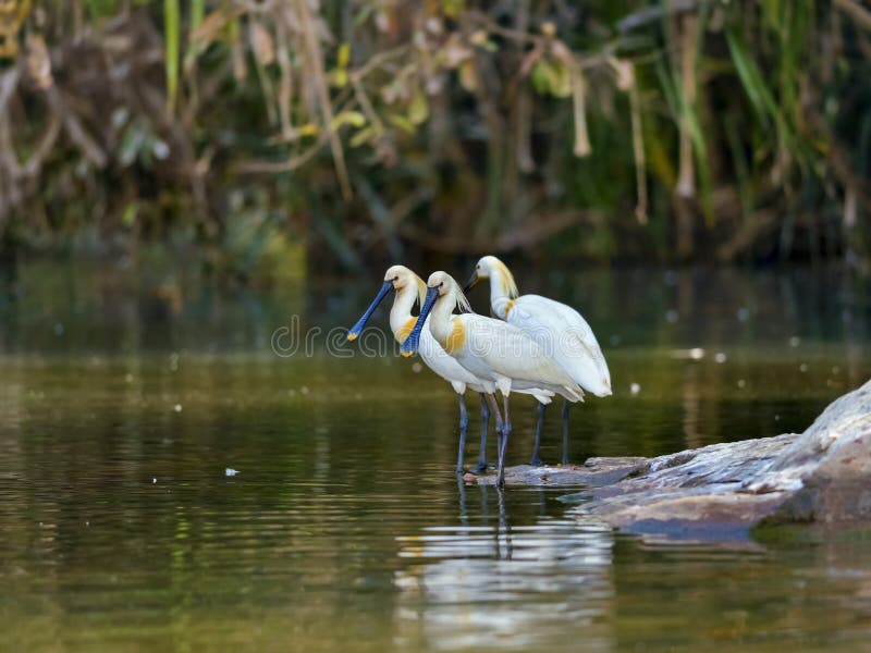 Trzy spoonbills zdjęcia royalty free Trzy spoonbills zdjęcia royalty free