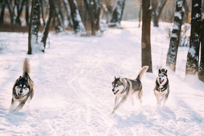 Trzy Śmieszny Syberyjski husky Jest prześladowanym bieg Plenerowego W śniegu Wpólnie zdjęcie royalty free Trzy Śmieszny Syberyjski husky Jest prześladowanym bieg Plenerowego W śniegu Wpólnie zdjęcie royalty free