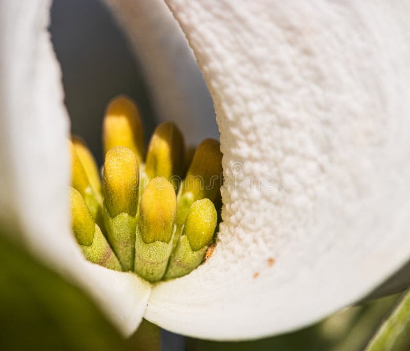 Dogwoods are very popular. They are a woody ornamental with white petals which are actually leaves. Dogwoods are very popular. They are a woody ornamental with white petals which are actually leaves.