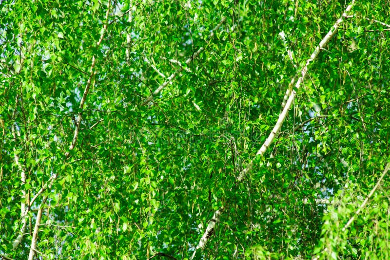 Träd för björk för grön lövverkbakgrund fattar unga sidor i vårtid, blå himmel, solljus royaltyfri fotografi Träd för björk för grön lövverkbakgrund fattar unga sidor i vårtid, blå himmel, solljus royaltyfri fotografi