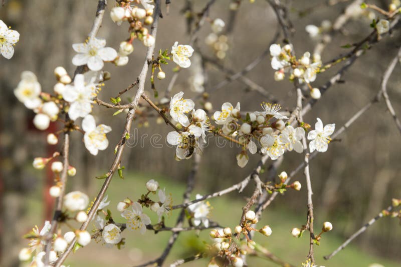 Träd för körsbärsröd blomning, blommor med vita kronblad, bi på blomman royaltyfria foton Träd för körsbärsröd blomning, blommor med vita kronblad, bi på blomman royaltyfria foton