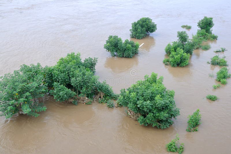 Träd i översvämningen arkivfoto