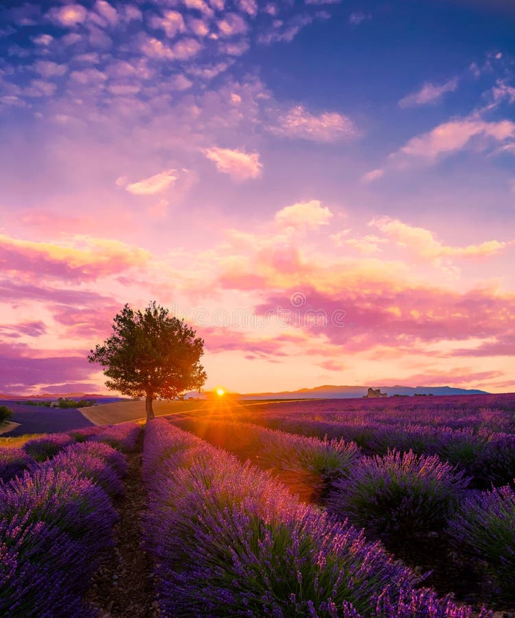 Träd i lavendelfält på solnedgången i Provence arkivbild Träd i lavendelfält på solnedgången i Provence arkivbild