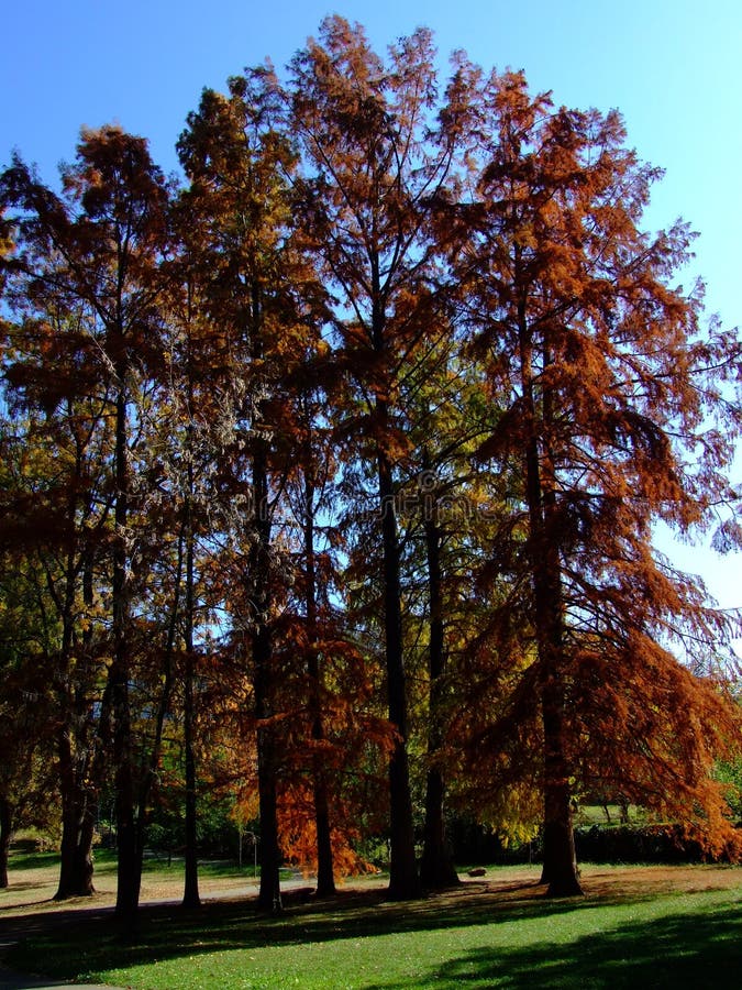 Träd i parken med höstfärger på en vacker och solig dag royaltyfri fotografi Träd i parken med höstfärger på en vacker och solig dag royaltyfri fotografi